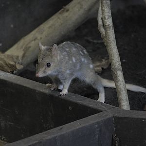 Eastern quoll