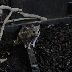 Eastern quoll