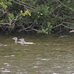 Southern Crested Grebes (Podiceps cristatus australis)