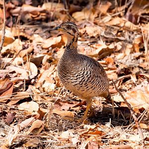 Coqui Francolin