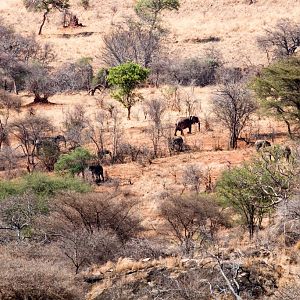 Elephants on the plain below, seen from the dining room
