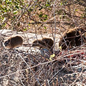Southern Tree Hyraxes