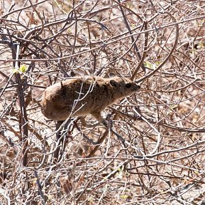 Southern Tree Hyrax