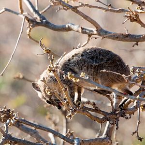 Southern Tree Hyrax