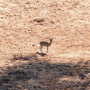 Klipspringer on the plain below