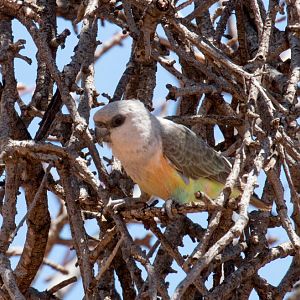 Orange-bellied Parrot, young male