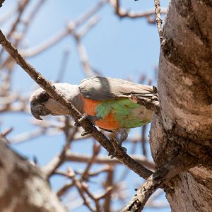 Orange-bellied Parrot male