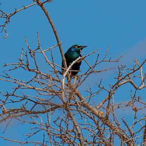 Greater Blue-eared Starling