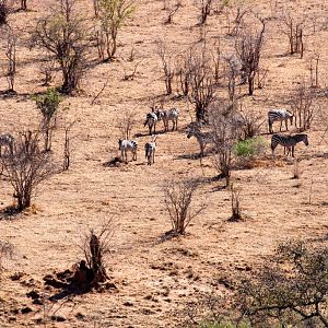 Zebras on the plain below