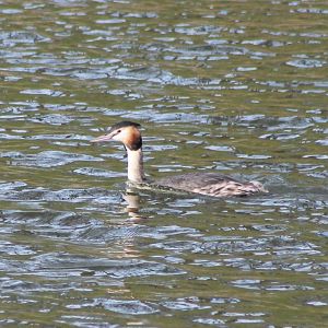 Great crested grebe