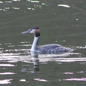 Great crested grebe