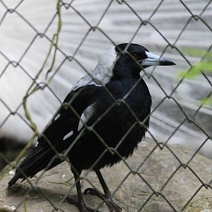 White-backed Australian Magpie