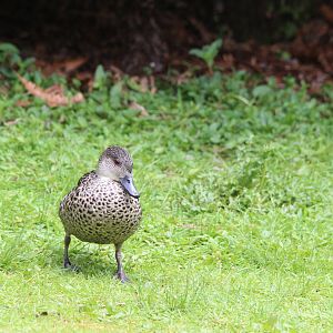 Grey Teal, Staglands