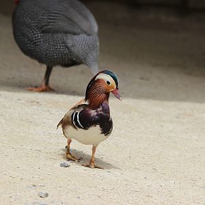 Mandarin Duck (male) and Guineafowl