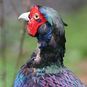 Male Pheasant