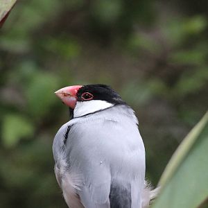 Java Sparrow, Staglands