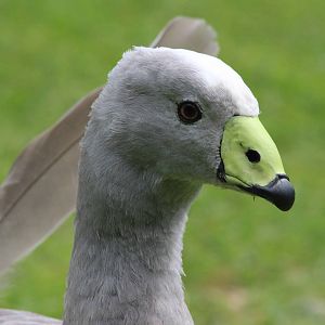 Cape Barren Goose; Staglands