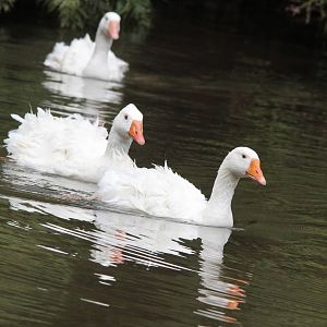Sebastopol Geese, Staglands