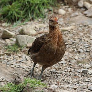 Domestic Fowl, Staglands