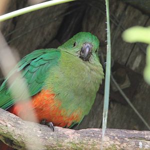 King Parrot, Staglands