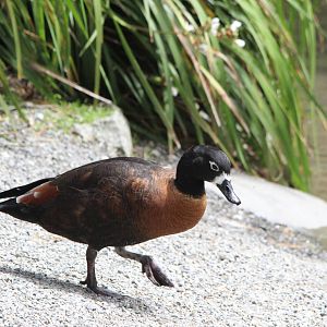 Australian Shelduck, Staglands