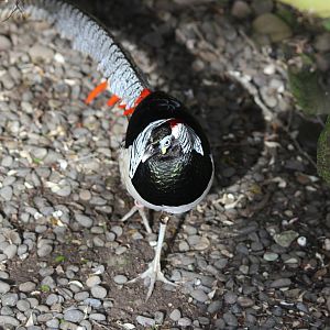 Hybrid Pheasant, Brooklands Zoo