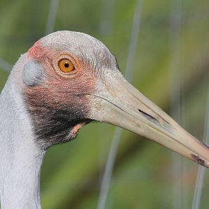 Brolga, Brooklands Zoo