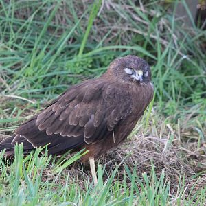 Australasian Harrier