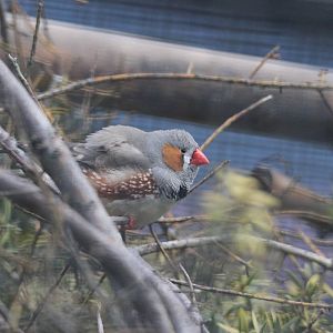 Zebra Finch, Riddiford Garden aviary