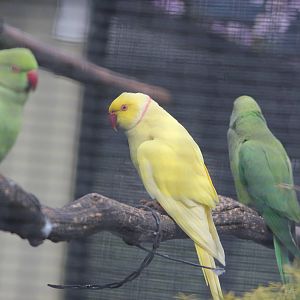 Indian Ringnecks, Riddiford Garden aviary