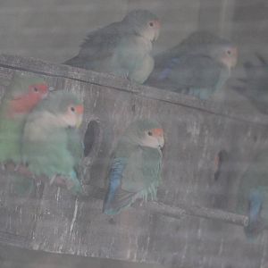 Rosy-Faced Lovebirds, Riddiford Garden aviary