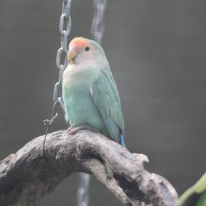 Rosy-Faced Lovebird, Riddiford Garden aviary