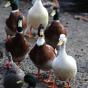 Domestic Mallards, Reikorangi Pottery Park