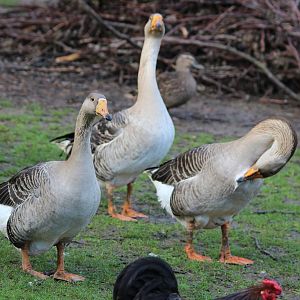 Greylag Geese, Reikorangi Pottery Park