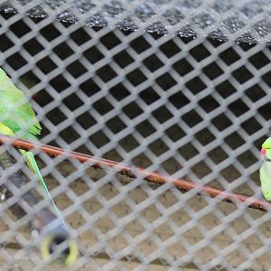 Indian Ringnecks, Reikorangi Pottery Park