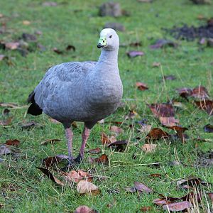 Cape Barren Goose, Reikorangi Pottery Park