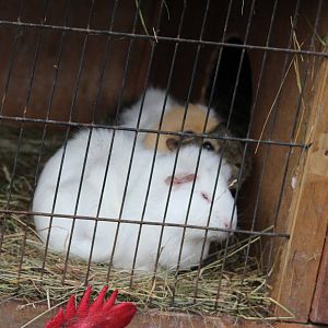 Guinea Pigs, Reikorangi Pottery Park