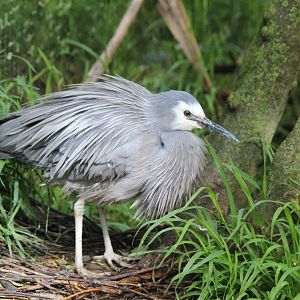 White-Faced Heron, Nga Manu