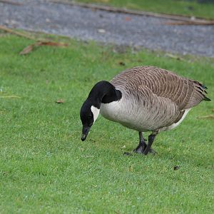 Canada Goose, Nga Manu