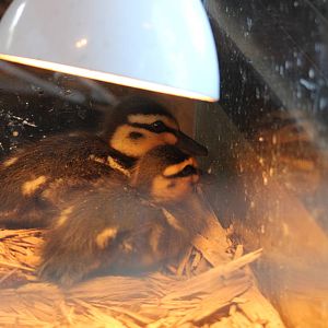 Mallard Ducklings, Nga Manu