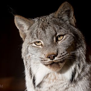 Canada lynx : Hamerton : 31 Dec 2014