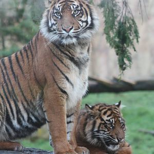 Surya and cub, 27th December 2014