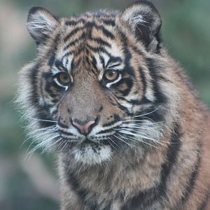 Sumatran Tiger cub, 27th December 2014