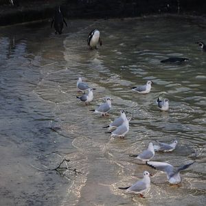 Hangers-on at the Penguin Pool, 27th December 2014