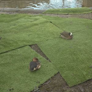 Artificial grass for the ducks, 27th December 2014
