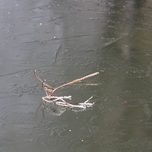 Frozen moat around Baboon Island, 30th December 2014