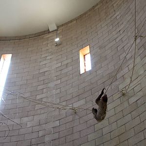 Two-toed Sloth at Chester