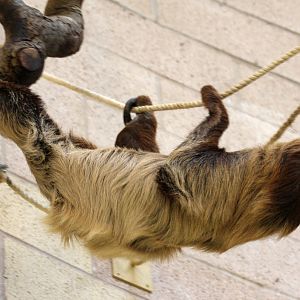 Two-toed Sloth at Chester