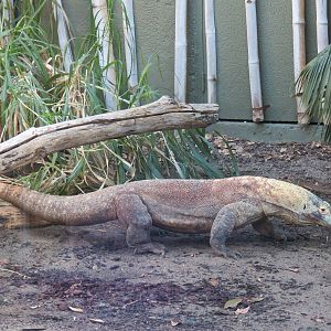Komodo Dragon
