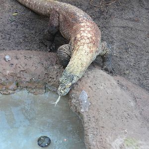 Komodo Dragon